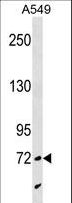 SYTL4 / Granuphilin Antibody - SYTL4 Antibody western blot of A549 cell line lysates (35 ug/lane). The SYTL4 antibody detected the SYTL4 protein (arrow).