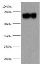 SYTL4 / Granuphilin Antibody - Western blot All lanes: SYTL4 antibody at 1.36ug/ml + HUVEC whole cell lysate Secondary Goat polyclonal to rabbit IgG at 1/10000 dilution Predicted band size: 77, 40 kDa Observed band size: 77 kDa