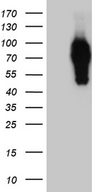 SYTL4 / Granuphilin Antibody - HEK293T cells were transfected with the pCMV6-ENTRY control. (Left lane) or pCMV6-ENTRY SYTL4. (Right lane) cDNA for 48 hrs and lysed. Equivalent amounts of cell lysates. (5 ug per lane) were separated by SDS-PAGE and immunoblotted with anti-SYTL4. (1:2000)