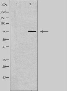 SYTL4 / Granuphilin Antibody - Western blot analysis of extracts of 3T3 cells using SYTL4 antibody. The lane on the left is treated with the antigen-specific peptide.