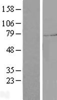 SYTL4 / Granuphilin Protein - Western validation with an anti-DDK antibody * L: Control HEK293 lysate R: Over-expression lysate