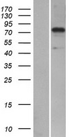 SYTL5 Protein - Western validation with an anti-DDK antibody * L: Control HEK293 lysate R: Over-expression lysate