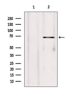 SYVN1 / HRD1 Antibody - Western blot analysis of extracts of rat heart tissue using SYVN1 antibody. Lane 1 was treated with the blocking peptide.