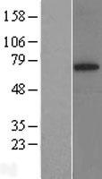SYVN1 / HRD1 Protein - Western validation with an anti-DDK antibody * L: Control HEK293 lysate R: Over-expression lysate