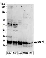 SZRD1 / C1orf144 Antibody - Detection of human and mouse SZRD1 by western blot. Samples: Whole cell lysate (50 µg) from HeLa, HEK293T, Jurkat, mouse TCMK-1, and mouse NIH 3T3 cells prepared using NETN lysis buffer. Antibodies: Affinity purified rabbit anti-SZRD1 antibody used for WB at 0.4 µg/ml. Detection: Chemiluminescence with an exposure time of 3 minutes.