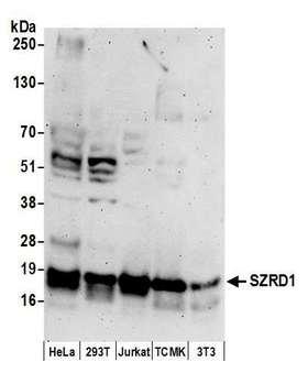 SZRD1 / C1orf144 Antibody - Detection of human and mouse SZRD1 by western blot. Samples: Whole cell lysate (50 µg) from HeLa, HEK293T, Jurkat, mouse TCMK-1, and mouse NIH 3T3 cells prepared using NETN lysis buffer. Antibodies: Affinity purified rabbit anti-SZRD1 antibody used for WB at 0.4 µg/ml. Detection: Chemiluminescence with an exposure time of 3 minutes.