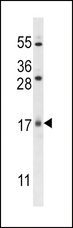 SZRD1 / C1orf144 Antibody - C1orf144 Antibody western blot of U251 cell line lysates (35 ug/lane). The C1orf144 antibody detected the C1orf144 protein (arrow).