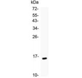 T Cell Receptor Alpha Constant Antibody - Western blot testing of 1ng human recombinant protein with TRAC antibody at 0.5ug/ml.