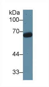 T-Kininogen 1 Antibody