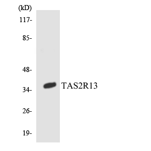 T2R13 / TAS2R13 Antibody - Western blot analysis of the lysates from COLO205 cells using TAS2R13 antibody.