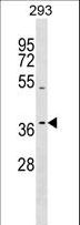 T2R13 / TAS2R13 Antibody - TAS2R13 Antibody western blot of 293 cell line lysates (35 ug/lane). The TAS2R13 antibody detected the TAS2R13 protein (arrow).