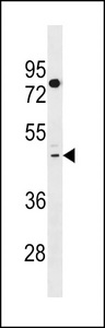T2R41 / TAS2R41 Antibody - TAS2R41 Antibody western blot of HepG2 cell line lysates (35 ug/lane). The TAS2R41 antibody detected the TAS2R41 protein (arrow).