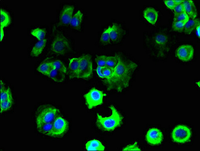 T2R41 / TAS2R41 Antibody - Immunofluorescent analysis of MCF-7 cells using TAS2R41 Antibody at dilution of 1:100 and Alexa Fluor 488-congugated AffiniPure Goat Anti-Rabbit IgG(H+L)