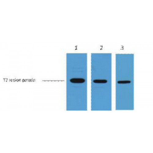 T7 Tag Antibody - Western blot of T7-Tag antibody