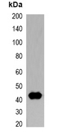 T7 Tag Antibody - Western blot analysis of over-expressed T7-tagged protein in 293T cell lysate.