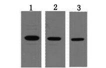 T7 Tag Antibody - Western Blot analysis of 0.5ug T7 fusion protein using T7-Tag Monoclonal Antibody at dilution of 1) 1:3000 2) 1:5000 3) 1:10000.
