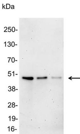 T7 Tag Antibody - Detection of T7-tagged fusion protein in 200, 100, and 50ng of E. coli lysate