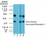 TAAR1 / TA1 Antibody - Western blot ofhumanTAAR1 in human brain lysate in the 1) absence and 2) presence of immunizing peptide, 3) mouse brain lysate and 4) rat brain lysate using antibody at 2 ug/ml.