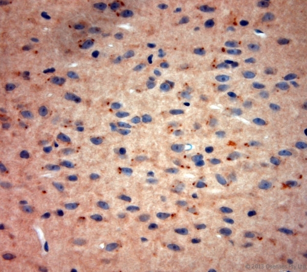 TAAR1 / TA1 Antibody - Rabbit antibody to rat TAAR1 (200-250). IHC-P on paraffin sections of rat brain. The animal was perfused using Autoperfuser at a pressure of 110 mm Hg with 300 ml 4% FA and further post fixed overnight before being processed for paraffin embedding. HIER: Tris-EDTA, pH 9 for 20 min using Thermo PT Module. Blocking: 0.2% LFDM in TBST filtered through a 0.2 micron filter. Detection was done using Novolink HRP polymer from Leica following manufacturers instructions. Primary antibody: dilution 1:1000, incubated 30 min at RT using Autostainer. Sections were counterstained with Harris Hematoxylin.