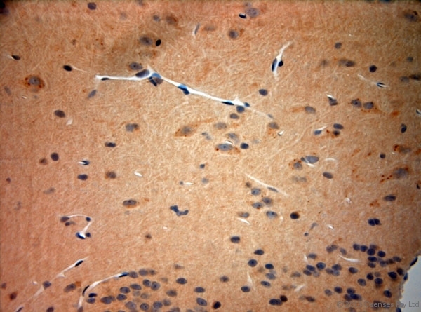 TAAR1 / TA1 Antibody - Rabbit antibody to rat TAAR1 (200-250). IHC-P on paraffin sections of rat brain. The animal was perfused using Autoperfuser at a pressure of 110 mm Hg with 300 ml 4% FA and further post fixed overnight before being processed for paraffin embedding. HIER: Tris-EDTA, pH 9 for 20 min using Thermo PT Module. Blocking: 0.2% LFDM in TBST filtered through a 0.2 micron filter. Detection was done using Novolink HRP polymer from Leica following manufacturers instructions. Primary antibody: dilution 1:1000, incubated 30 min at RT using Autostainer. Sections were counterstained with Harris Hematoxylin.