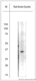 TAAR1 / TA1 Antibody - Rabbit antibody to rat TAAR1 (200-250). WB on rat brain lysate. Blocking with 0.5% LFDM for 30 min at RT; Primary antibody used at 1:1000 dilution incubated overnight at 4C.