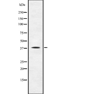 TAAR1 / TA1 Antibody - Western blot analysis of TAAR1 using COLO205 whole cells lysates