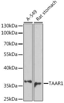 TAAR1 / TA1 Antibody - Western blot analysis of extracts of various cell lines using TAAR1 Polyclonal Antibody at dilution of 1:1000.