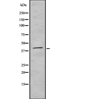 TAAR2 / GPR58 Antibody - Western blot analysis of TAAR2 using 293 whole cells lysates