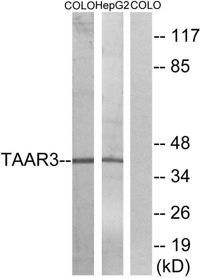 TAAR3 Antibody - Western blot analysis of extracts from COLO cells and HepG2 cells, using TAAR3 antibody.
