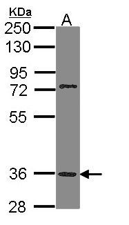 TAAR5 Antibody - Sample (30 ug of whole cell lysate). A: H1299. 10% SDS PAGE. PNR / TAAR5 antibody diluted at 1:1000.