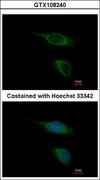 TAAR5 Antibody - Immunofluorescence of methanol-fixed HeLa using TAAR5 antibody at 1:500 dilution.
