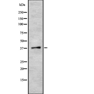 TAAR6 Antibody - Western blot analysis of TAAR6 using HT29 whole cells lysates