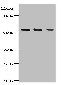TAB1 Antibody - Western blot All lanes: TGF-beta-activated kinase 1 and MAP3K7-binding protein 1 antibody at 7µg/ml Lane 1: K562 whole cell lysate Lane 2: Hela whole cell lysate Lane 3: Mouse heart tissue Secondary Goat polyclonal to rabbit IgG at 1/10000 dilution Predicted band size: 55, 50 kDa Observed band size: 55 kDa