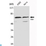 TAB1 Antibody - Western Blot (WB) analysis using TAB1 Monoclonal Antibody against K562, HeLa cell lysate.