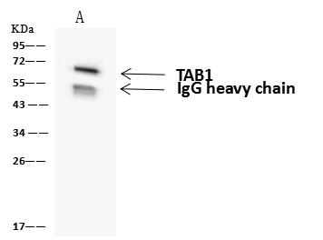 TAB1 Antibody - TAB1 was immunoprecipitated using: Lane A: 0.5 mg HeLa Whole Cell Lysate. 4 uL anti-TAB1 rabbit polyclonal antibody and 60 ug of Immunomagnetic beads Protein A/G. Primary antibody: Anti-TAB1 rabbit polyclonal antibody, at 1:100 dilution. Secondary antibody: Goat Anti-Rabbit IgG (H+L)/HRP at 1/10000 dilution. Developed using the ECL technique. Performed under reducing conditions. Predicted band size: 55 kDa. Observed band size: 70 kDa.