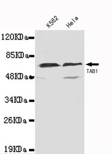 TAB1 Antibody - TAB1(N-terminus) antibody at 1/1000 dilution Lane1:K562 cell lysate 40 ug/Lane Lane2: HeLa cell lysate 40 ug/Lane.