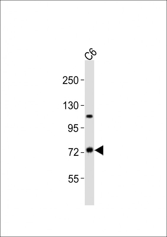 TAB2 Antibody - Anti-TAB2 Antibody at 1:2000 dilution + C6 whole cell lysates Lysates/proteins at 20 ug per lane. Secondary Goat Anti-Rabbit IgG, (H+L), Peroxidase conjugated at 1/10000 dilution Predicted band size : 76 kDa Blocking/Dilution buffer: 5% NFDM/TBST.