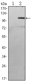 TAB2 Antibody - Western blot using TAB2 monoclonal antibody against HEK293 (1) and TAB2(AA: 1-300)-hIgGFc transfected HEK293 (2) cell lysate.