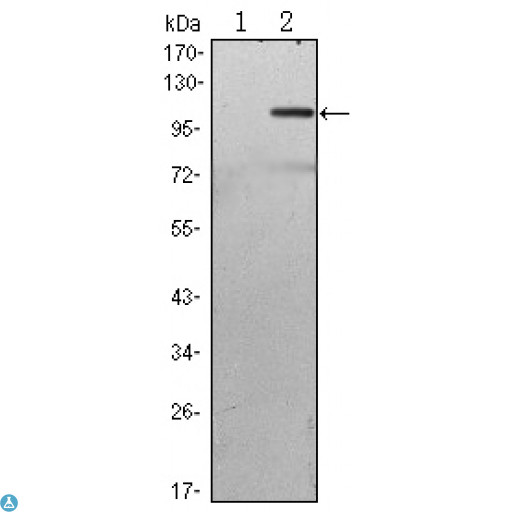 TAB2 Antibody - Western Blot (WB) analysis using TAB2 Monoclonal Antibody against HEK293 (1) and TAB2-hIgGFc transfected HEK293 (2) cell lysate.