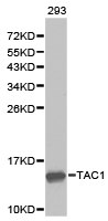 TAC1  Antibody - Western blot of extracts of 293 cell lines, using TAC1 antibody.