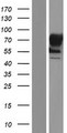 TACC1 Protein - Western validation with an anti-DDK antibody * L: Control HEK293 lysate R: Over-expression lysate