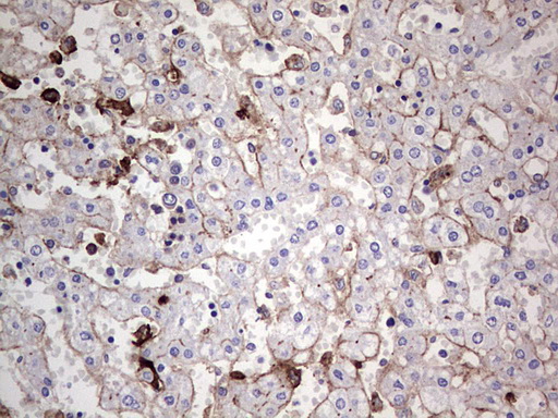 TACC2 Antibody - IHC of paraffin-embedded Human embryonic liver tissue using anti-TACC2 mouse monoclonal antibody. (Heat-induced epitope retrieval by 1 mM EDTA in 10mM Tris, pH8.5, 120°C for 3min).
