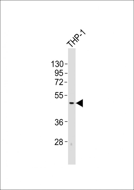 TACR1 / NK1R Antibody - Anti-TACR1 Antibody at 1:2000 dilution + THP-1 whole cell lysates Lysates/proteins at 20 ug per lane. Secondary Goat Anti-Rabbit IgG, (H+L), Peroxidase conjugated at 1/10000 dilution Predicted band size : 46 kDa Blocking/Dilution buffer: 5% NFDM/TBST.