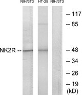 TACR2 / NK2R Antibody - Western blot analysis of lysates from NIH/3T3 and HT-29 cells, using NK2R Antibody. The lane on the right is blocked with the synthesized peptide.