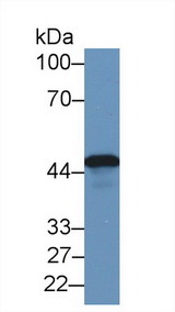 TACR2 / NK2R Antibody - Western Blot; Sample: Human Hela cell lysate; Primary Ab: 1µg/ml Rabbit Anti-Human TACR2 Antibody Second Ab: 0.2µg/mL HRP-Linked Caprine Anti-Rabbit IgG Polyclonal Antibody (Catalog: SAA544Rb19