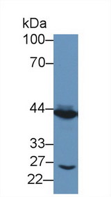 TACR2 / NK2R Antibody - Western Blot; Sample: Porcine Small intestine lysate; Primary Ab: 1µg/ml Rabbit Anti-Human TACR2 Antibody Second Ab: 0.2µg/mL HRP-Linked Caprine Anti-Rabbit IgG Polyclonal Antibody (Catalog: SAA544Rb19