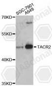 TACR2 / NK2R Antibody - Western blot analysis of extracts of various cell lines.