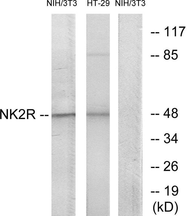 TACR2 / NK2R Antibody - Western blot analysis of extracts from NIH-3T3 cells and HT-29 cells, using NK2R antibody.