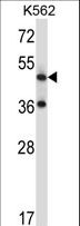 TACR3 / NK3R Antibody - TACR3 Antibody western blot of K562 cell line lysates (35 ug/lane). The TACR3 antibody detected the TACR3 protein (arrow).