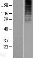 TACR3 / NK3R Protein - Western validation with an anti-DDK antibody * L: Control HEK293 lysate R: Over-expression lysate